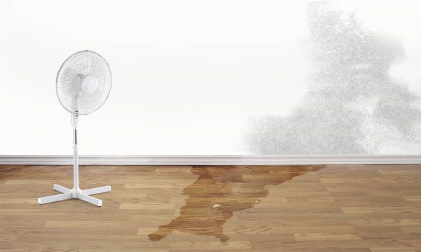 Best Basement water damage restoration  in Stanwood, WA